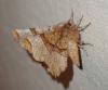 Selenia lunularia